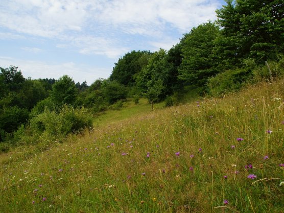 Mountain hay meadow