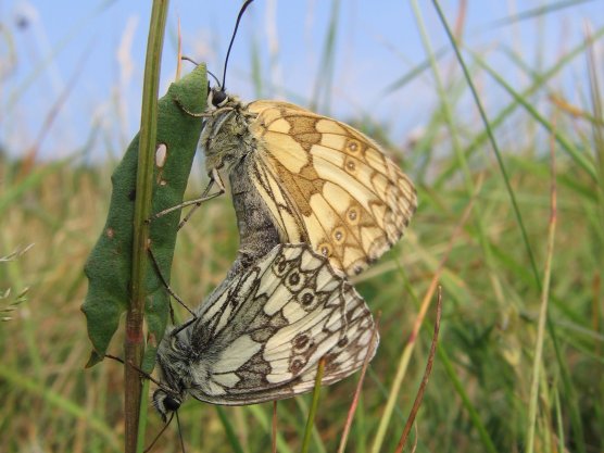 Schachbrettfalter